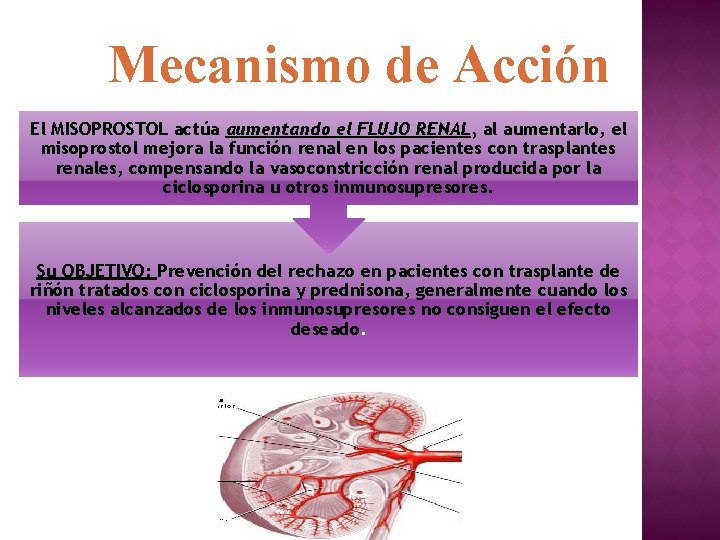 Mecanismo de Acción El MISOPROSTOL actúa aumentando el FLUJO RENAL, al aumentarlo, el misoprostol