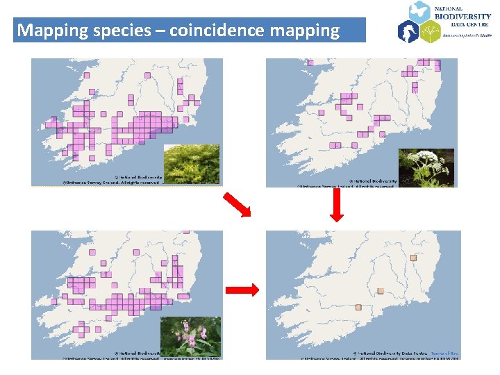 Mapping species – coincidence mapping 