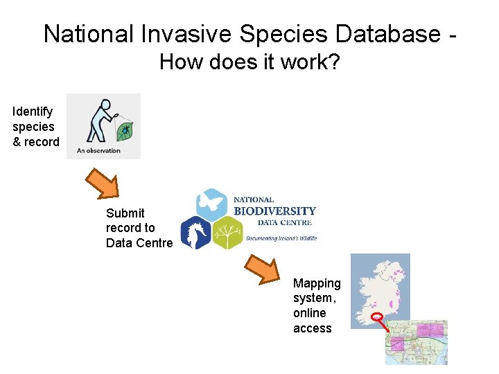 National Invasive Species Database How does it work? Identify species & record Submit record
