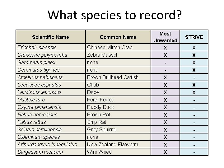 What species to record? Scientific Name Eriocheir sinensis Dreissena polymorpha Gammarus pulex Gammarus tigrinus