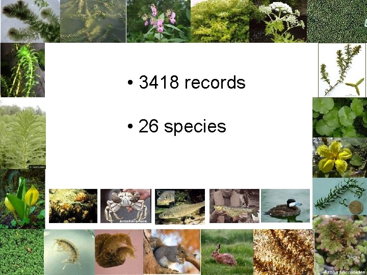  • 3418 records • 26 species 