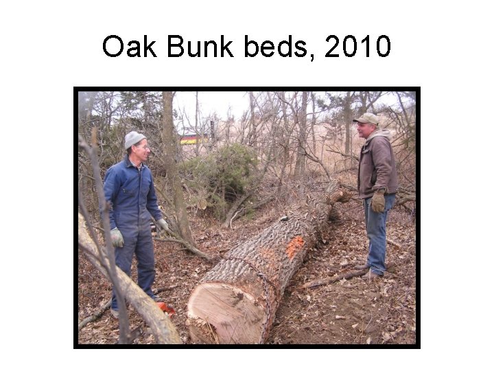Oak Bunk beds, 2010 