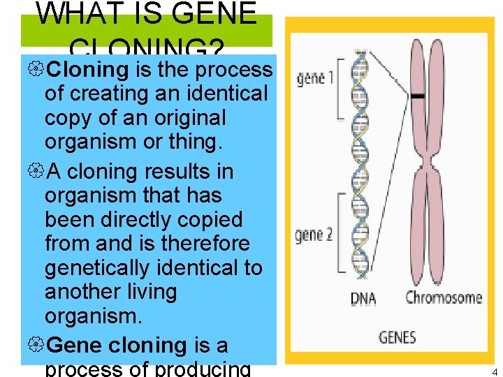 WHAT IS GENE CLONING? {Cloning is the process of creating an identical copy of