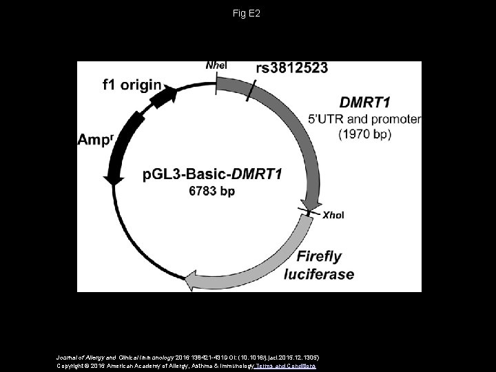 Fig E 2 Journal of Allergy and Clinical Immunology 2016 138421 -431 DOI: (10.