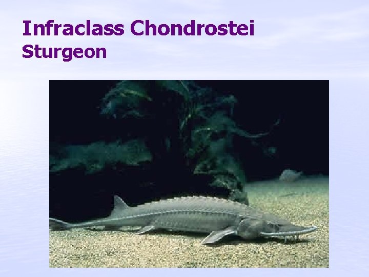 Infraclass Chondrostei Sturgeon 