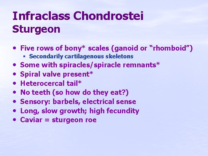 Infraclass Chondrostei Sturgeon • Five rows of bony* scales (ganoid or “rhomboid”) • •