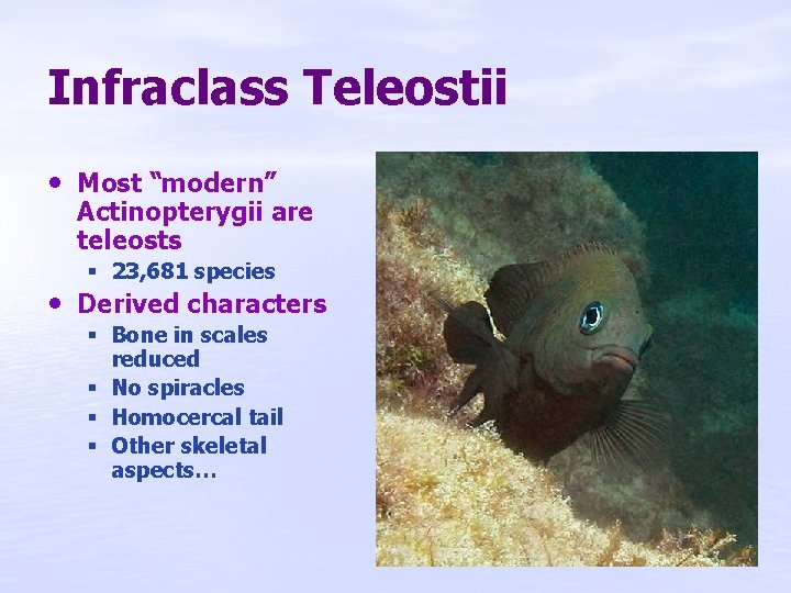 Infraclass Teleostii • Most “modern” Actinopterygii are teleosts § 23, 681 species • Derived