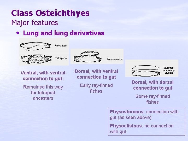 Class Osteichthyes Major features • Lung and lung derivatives Ventral, with ventral connection to