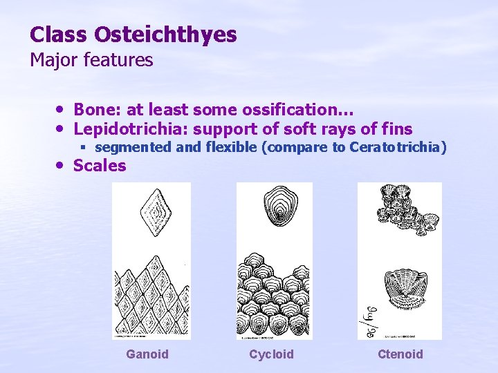 Class Osteichthyes Major features • Bone: at least some ossification… • Lepidotrichia: support of