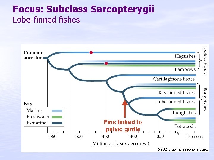 Focus: Subclass Sarcopterygii Lobe-finned fishes Fins linked to pelvic girdle 