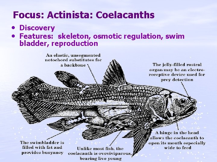 Focus: Actinista: Coelacanths • Discovery • Features: skeleton, osmotic regulation, swim bladder, reproduction 