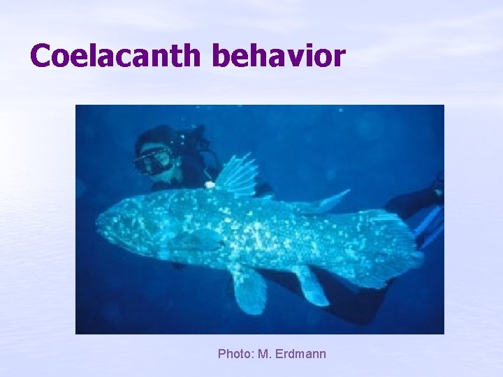 Coelacanth behavior Photo: M. Erdmann 