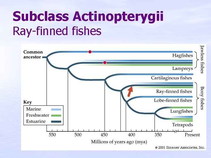 Subclass Actinopterygii Ray-finned fishes 