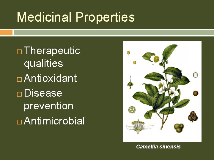 Medicinal Properties Therapeutic qualities Antioxidant Disease prevention Antimicrobial Camellia sinensis 
