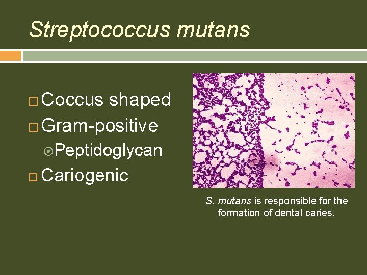 Streptococcus mutans Coccus shaped Gram-positive Peptidoglycan Cariogenic S. mutans is responsible for the formation