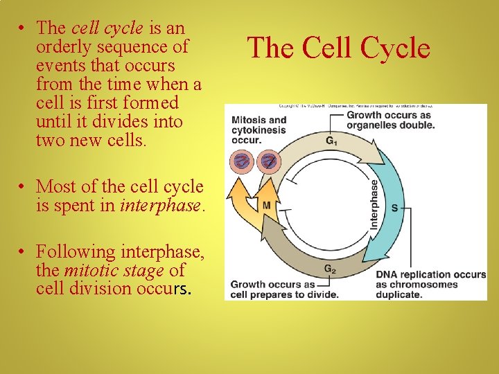  • The cell cycle is an orderly sequence of events that occurs from