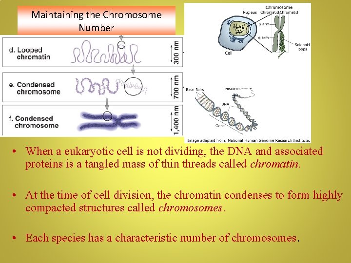 Maintaining the Chromosome Number • When a eukaryotic cell is not dividing, the DNA