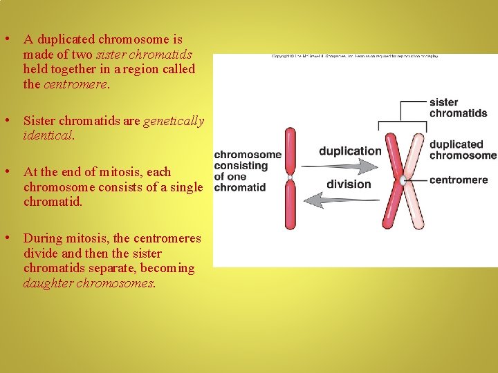  • A duplicated chromosome is made of two sister chromatids held together in