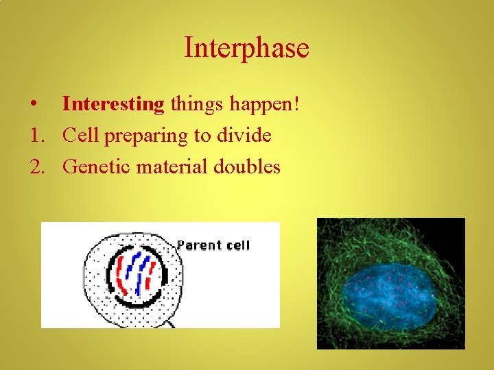 Interphase • Interesting things happen! 1. Cell preparing to divide 2. Genetic material doubles