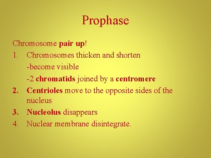 Prophase Chromosome pair up! 1. Chromosomes thicken and shorten -become visible -2 chromatids joined