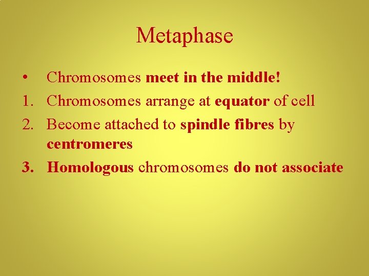 Metaphase • Chromosomes meet in the middle! 1. Chromosomes arrange at equator of cell