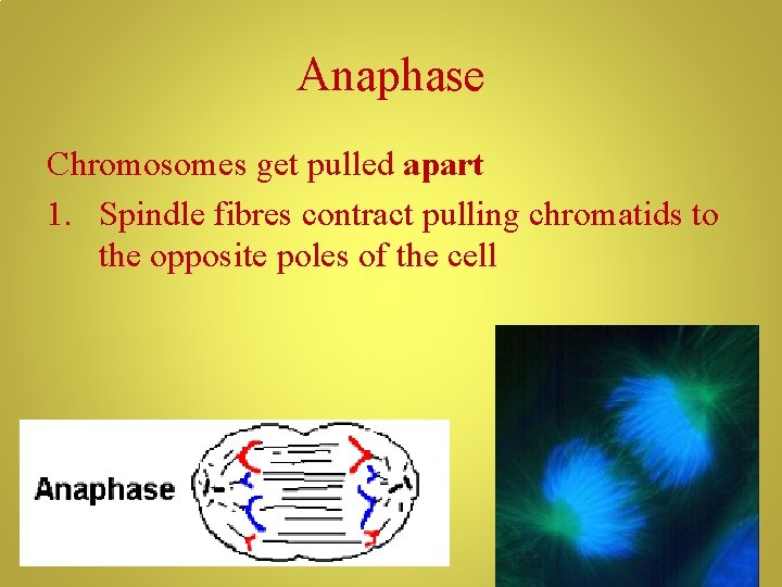 Anaphase Chromosomes get pulled apart 1. Spindle fibres contract pulling chromatids to the opposite