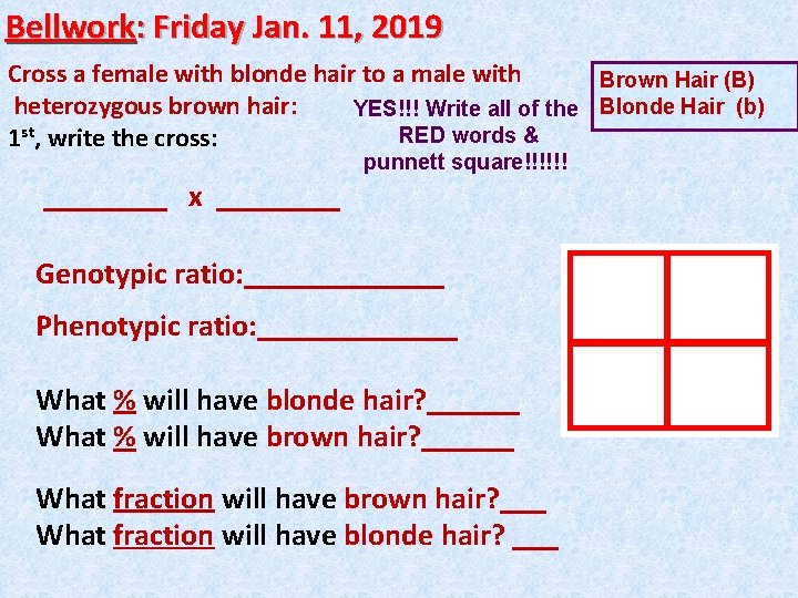 Bellwork: Friday Jan. 11, 2019 Cross a female with blonde hair to a male