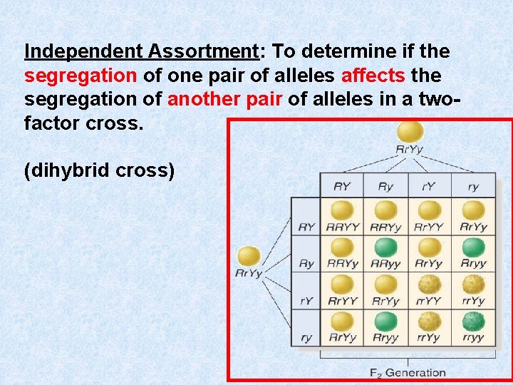 Independent Assortment: To determine if the segregation of one pair of alleles affects the