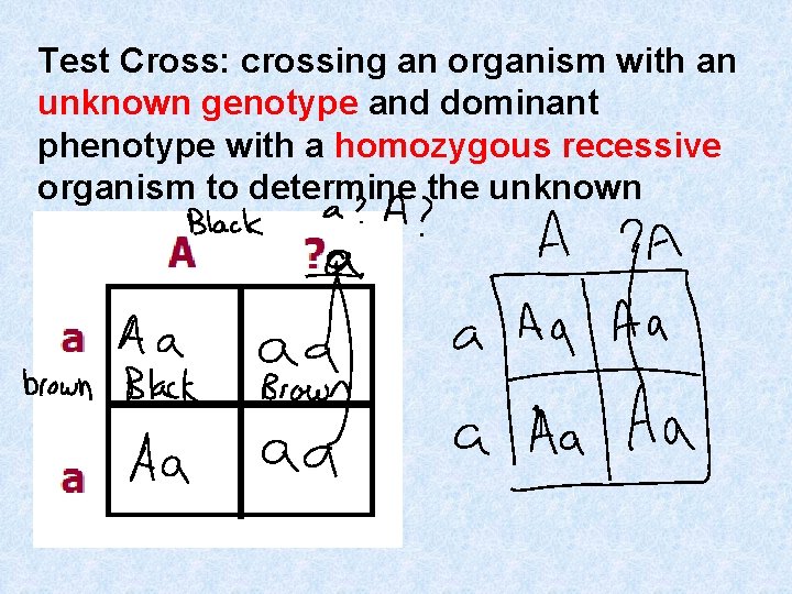 Test Cross: crossing an organism with an unknown genotype and dominant phenotype with a