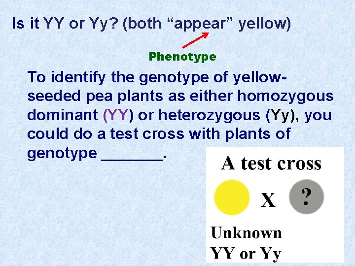 Is it YY or Yy? (both “appear” yellow) Phenotype To identify the genotype of