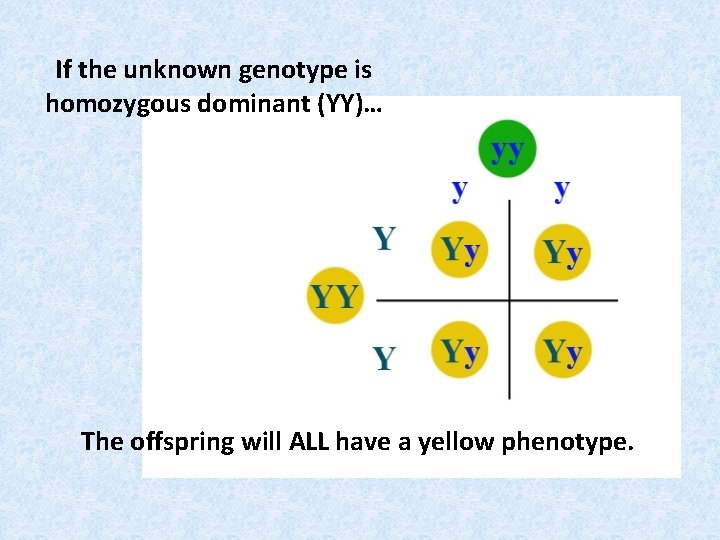 If the unknown genotype is homozygous dominant (YY)… The offspring will ALL have a