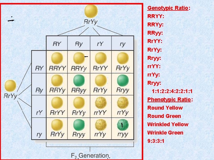 Genotypic Ratio: RRYY: RRYy: RRyy: Rr. YY: Rr. Yy: Rryy: rr. YY: rr. Yy: