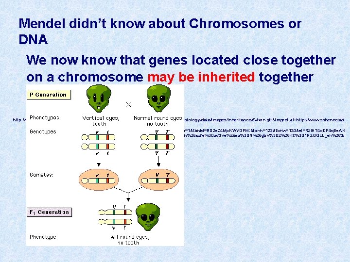 Mendel didn’t know about Chromosomes or DNA We now know that genes located close