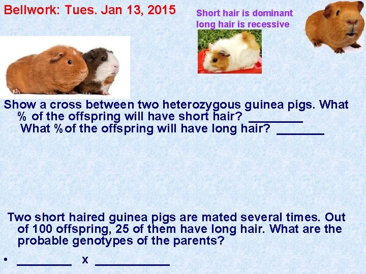 Bellwork: Tues. Jan 13, 2015 Short hair is dominant long hair is recessive Show