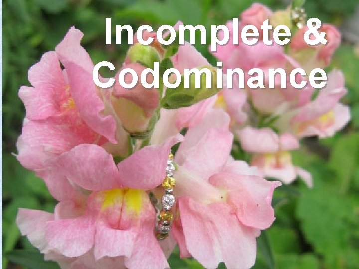 Incomplete & Codominance 