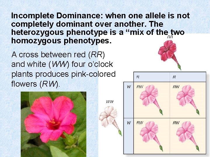 Incomplete Dominance: when one allele is not completely dominant over another. The heterozygous phenotype