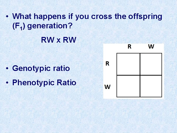  • What happens if you cross the offspring (F 1) generation? RW x