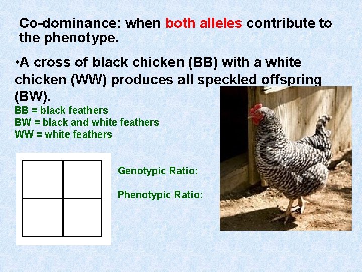 Co-dominance: when both alleles contribute to the phenotype. • A cross of black chicken