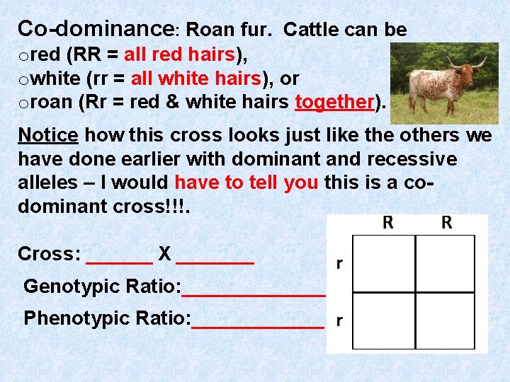 Co-dominance: Roan fur. Cattle can be ored (RR = all red hairs), owhite (rr