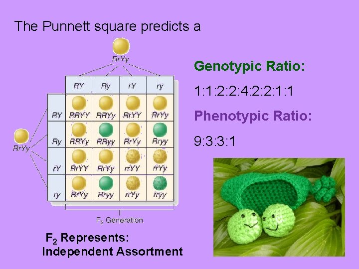 The Punnett square predicts a Genotypic Ratio: 1: 1: 2: 2: 4: 2: 2: