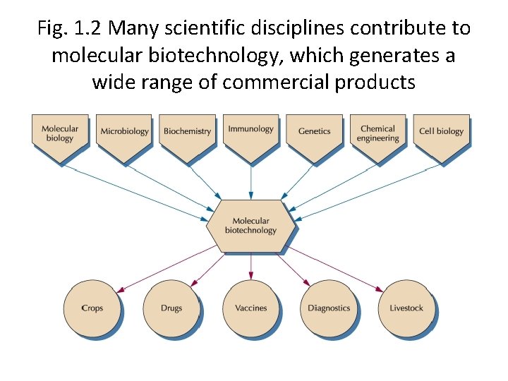 Fig. 1. 2 Many scientific disciplines contribute to molecular biotechnology, which generates a wide