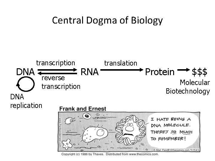 Central Dogma of Biology DNA transcription RNA reverse transcription DNA replication translation Protein $$$
