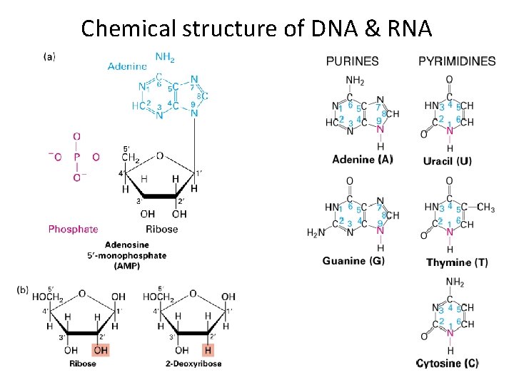 Chemical structure of DNA & RNA 