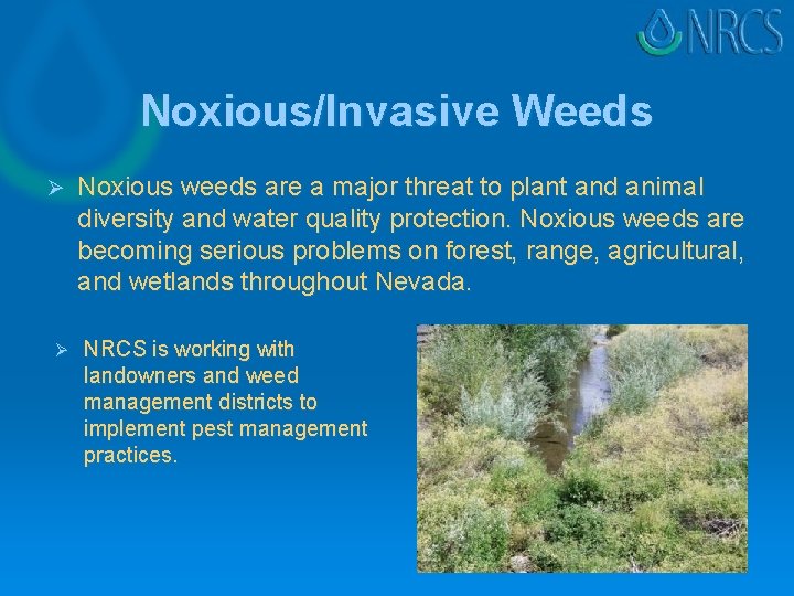 Noxious/Invasive Weeds Ø Ø Noxious weeds are a major threat to plant and animal