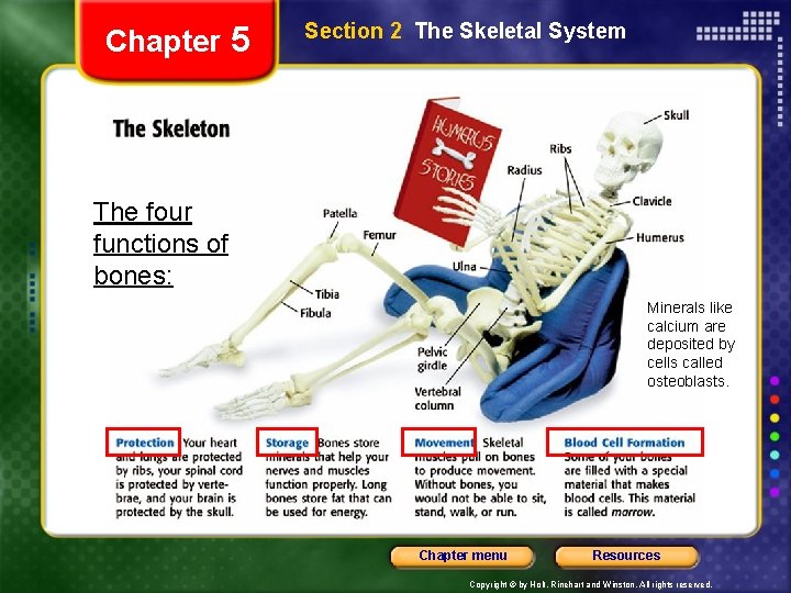 Chapter 5 Section 2 The Skeletal System The four functions of bones: Minerals like