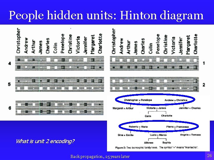 People hidden units: Hinton diagram • What does unit 2 encode? What is unit