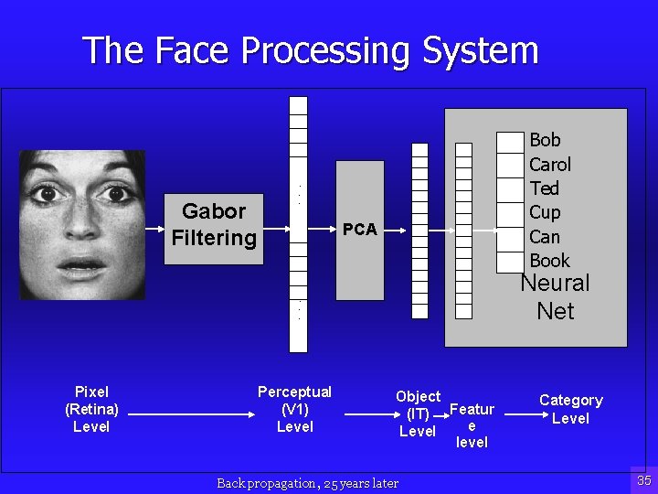 The Face Processing System Gabor Filtering Bob Carol Ted Cup Can Book . .