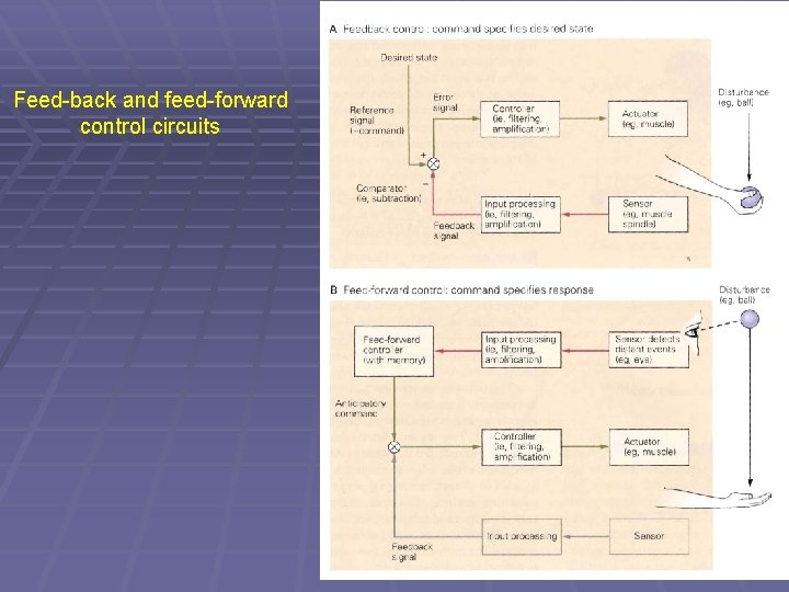 Feed-back and feed-forward control circuits Feed-back and feed-forward control circuits