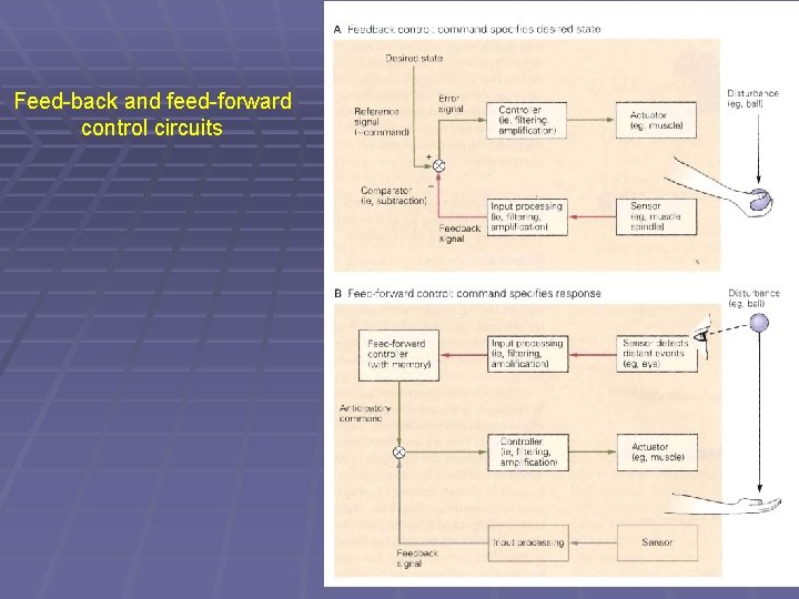 Feed-back and feed-forward control circuits 