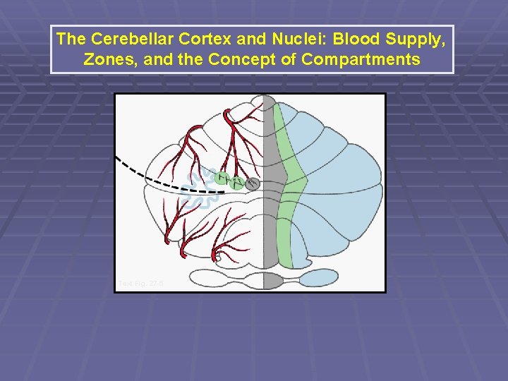 The Cerebellar Cortex and Nuclei: Blood Supply, Zones, and the Concept of Compartments Text